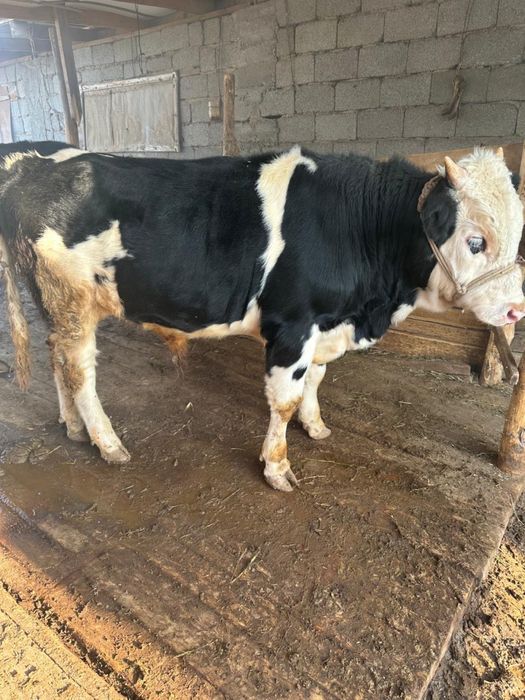 Өгіз 1,5 жасар семіз