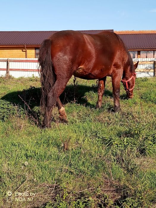 Vând mânză de 2 ani