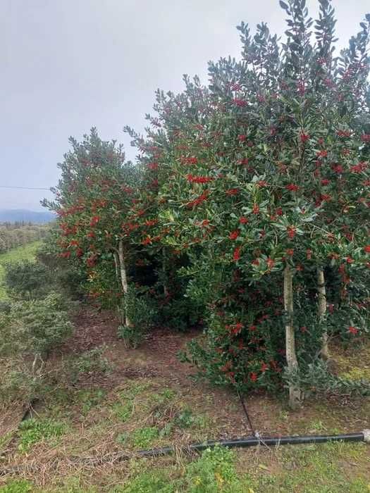 Laurul Ilex Variegata