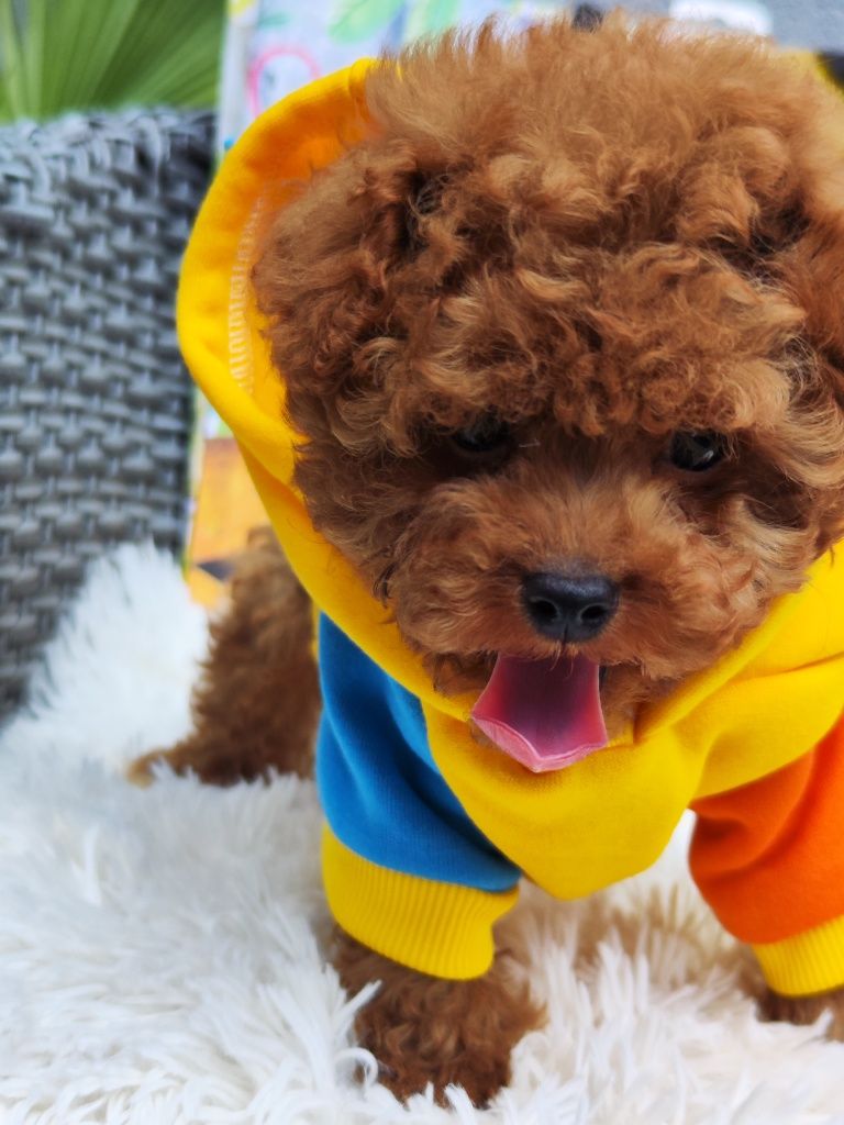 Пудел Той /Toy poodle / Родословие - Цялостна документация