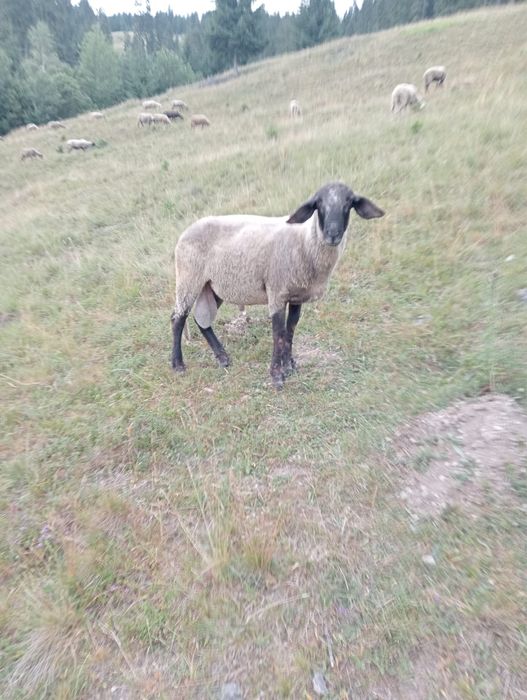 Vând miei, oi și berbeci – 16 lei/kg viu – sănătoși și bine îngrijiți