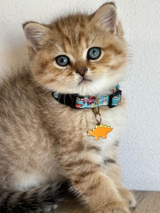 British shorthair golden tabby !!