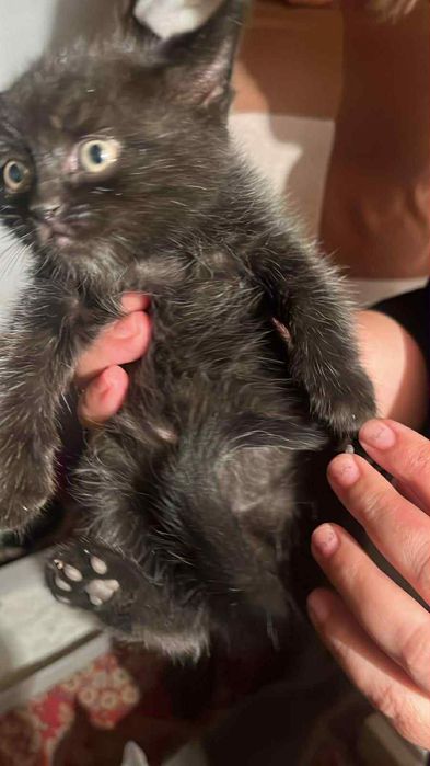 Британска мъжка котка