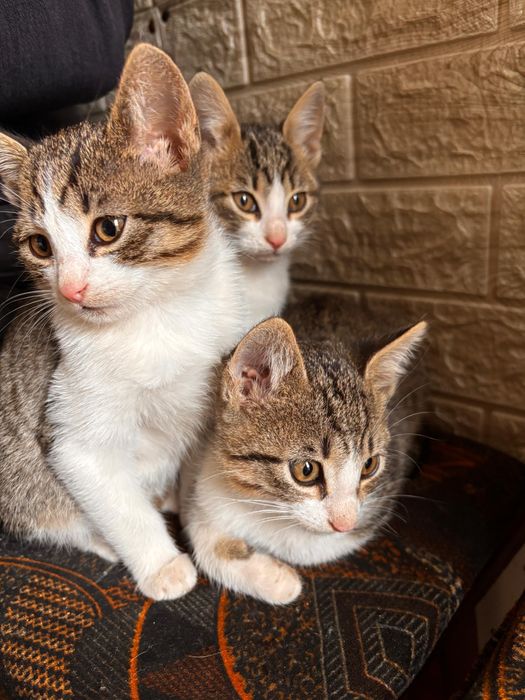 Se donează trei pisicuțe de curte!Cautam familii iubitoare.