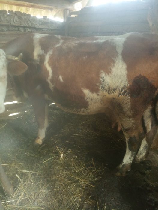 De vânzare trei vaci