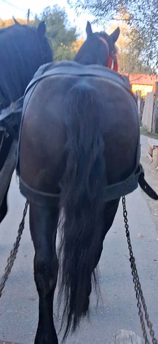 De de vânzare o perechie de cai castratii