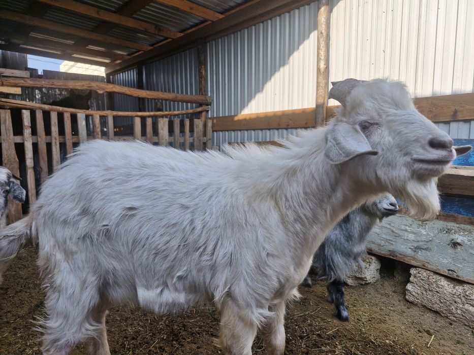 Теке еркек 1,5 жасар