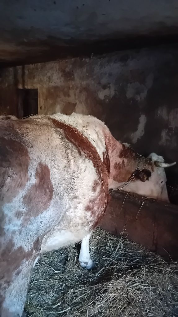 Vaca de 8 ani, gestantă
