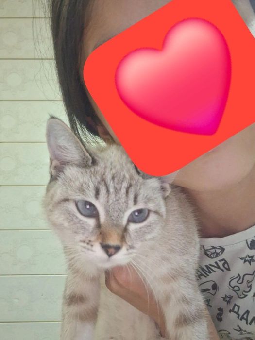 Продаётся сямская кошка сумма: 500.000 тыс сум