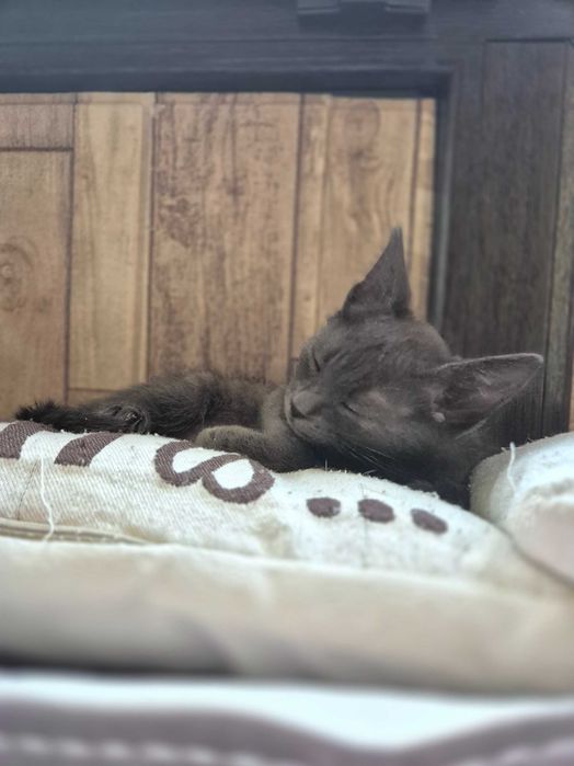 Подарява се коте