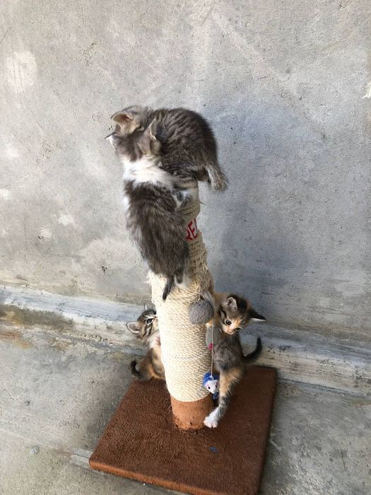 Отдам даром кошки