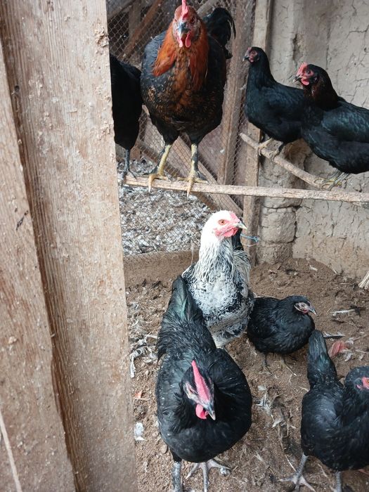 Joja xorozlar xali qichqirmagan sotiladi