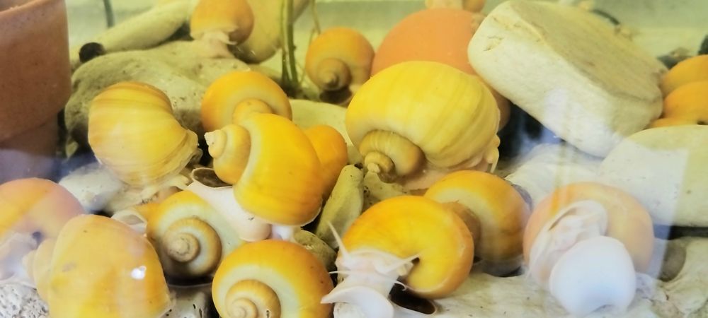 Охлюви Ампулария