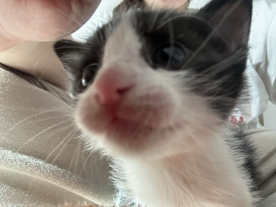 Pisoi adoptie pisica pui