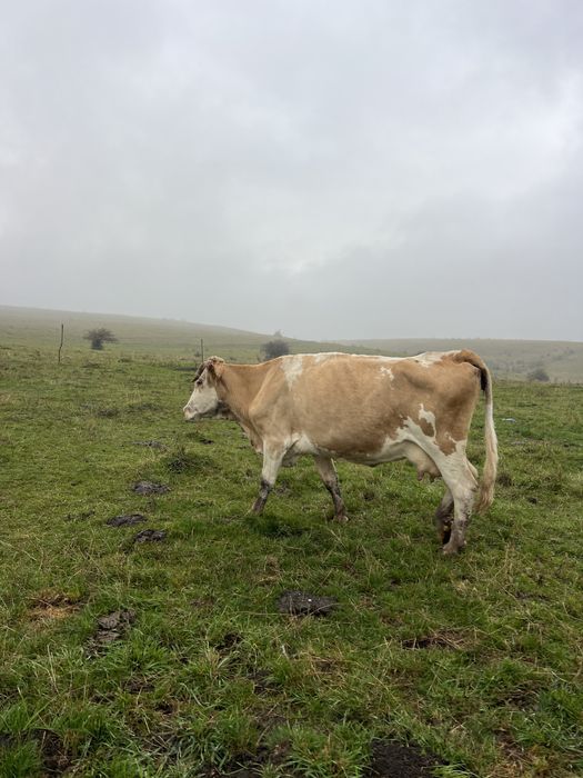 Vând vaca gestantă