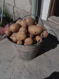 Семенная картошка домашныий ведро 2000