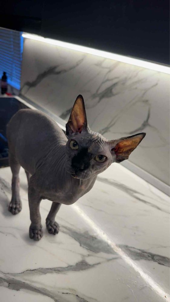Котки Сфинкс 2бр женски
