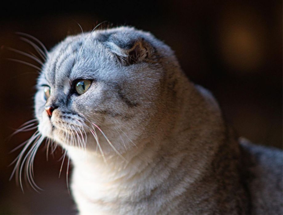 Шотландская вислоухий кот