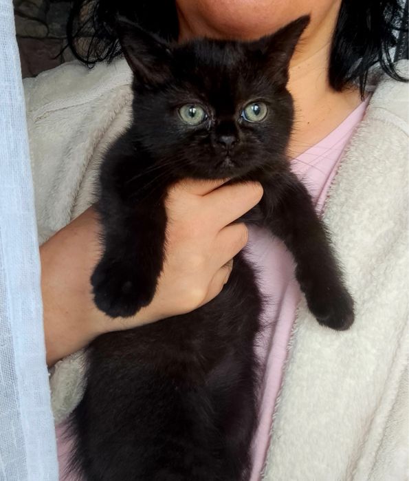British shorthair black