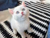 Pui British Shorthair alb pur – mascul jucăuș, vaccinat și deparazitat