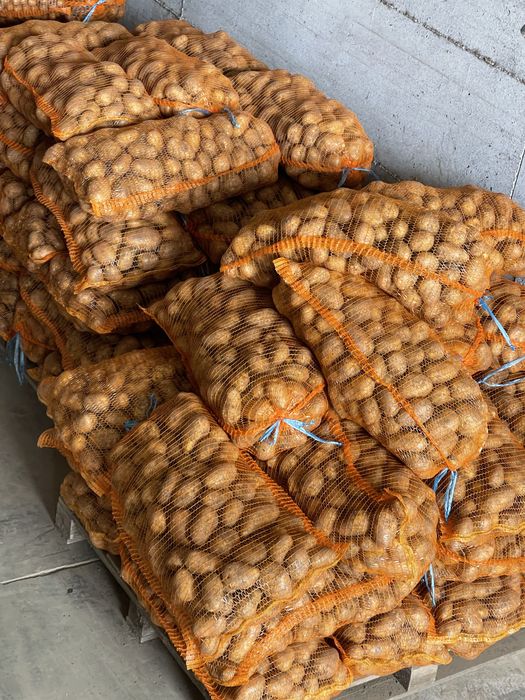 Cartofi de consum albi cu miez galben soi Soraya
