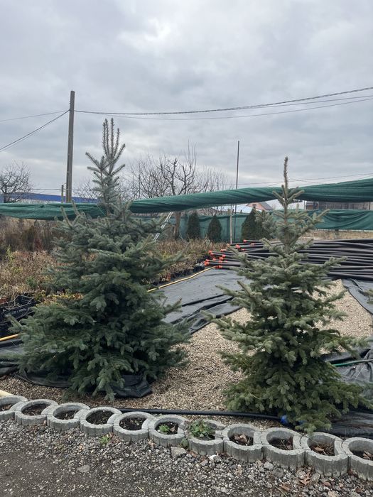 Brazi argintii de Craciun