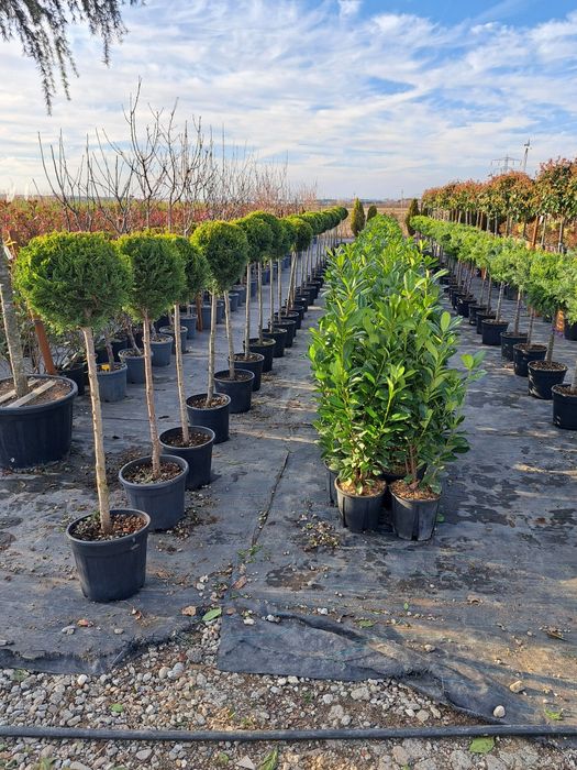 Tuia Leylandy Magnoli Platan Mesteacan etc