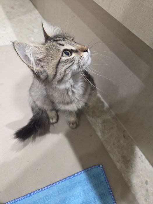 Котёнок, примерно 3 месяца.