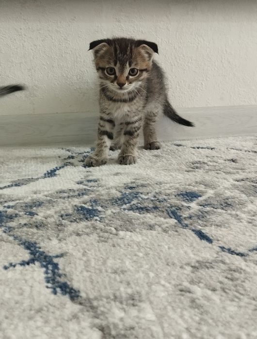 Шотландский вислоухие