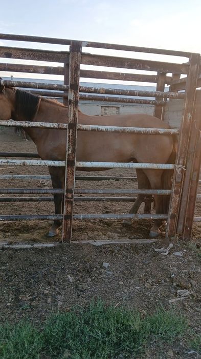 Мұғалжар тұқымы биелер сатылады