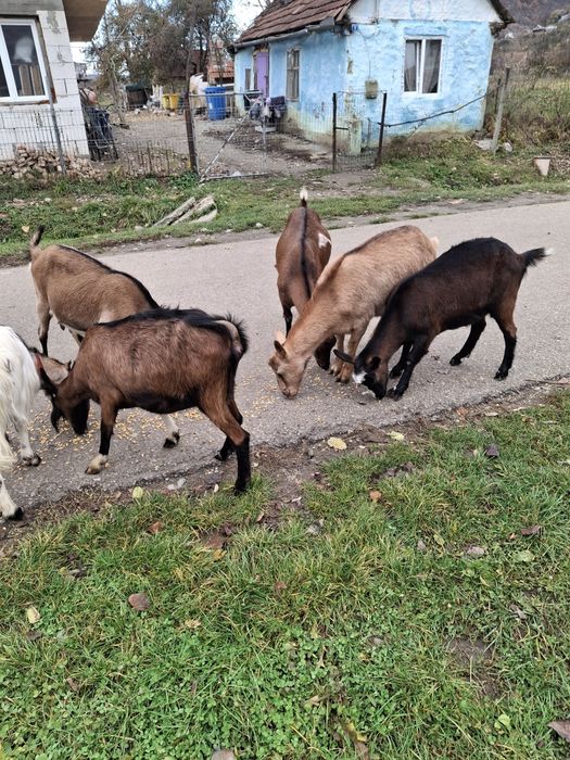 De vanzare capre gestante