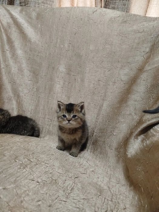 Продаются Британские золотые шиншиллы