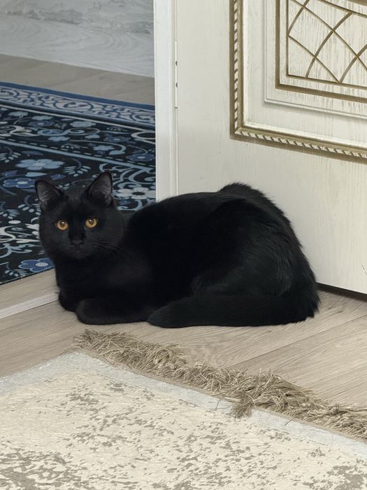 Отдам в добрые руки