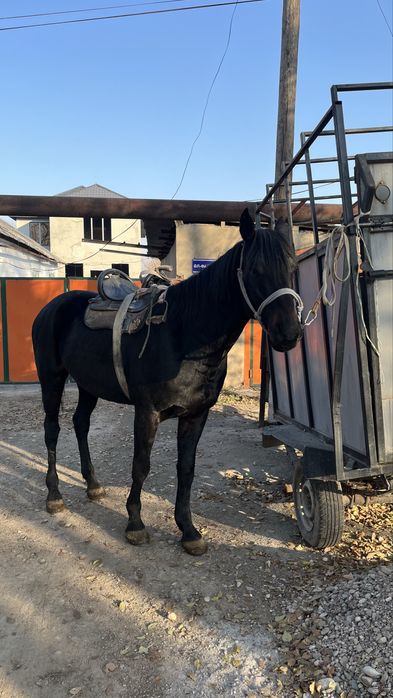 Айғыр сатылады 9 жасар аяқ қолы сау көкпарға үйірге түскен айғыр.