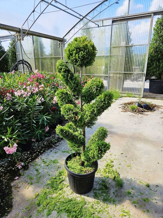 PonPon Argintiu , Brad Argintiu, Mesteacan , Bonsai
