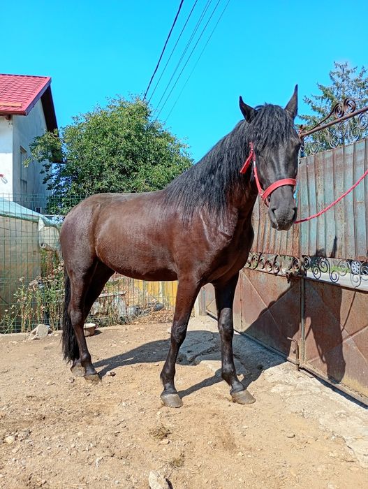 Vând mânză un an și șapte luni