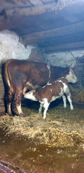 Vand vacă balțata românească cu vițel fătat recent