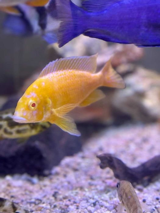 Рабочая семья Аулунокара Дракон