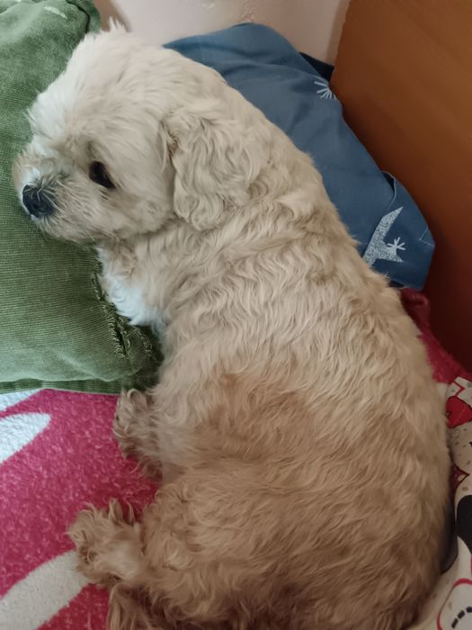 Cedez gratis cățelușa bison