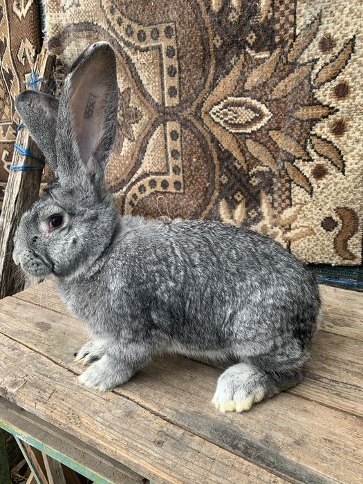 Urias german chinchila