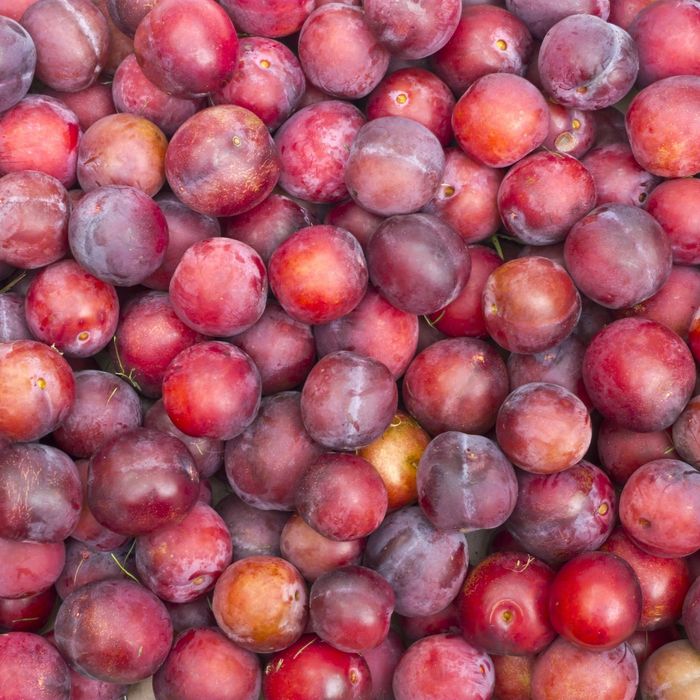 Prun Soiul ( SANTA ROSA)