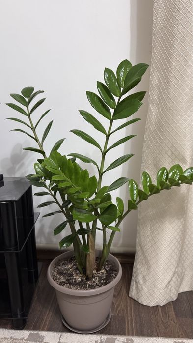 Замиокулькас(долларовое дерево)