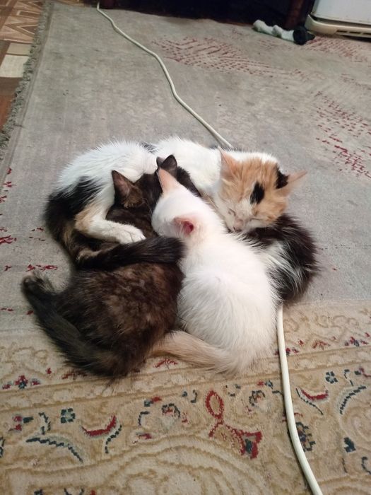 Орро гарантия 11