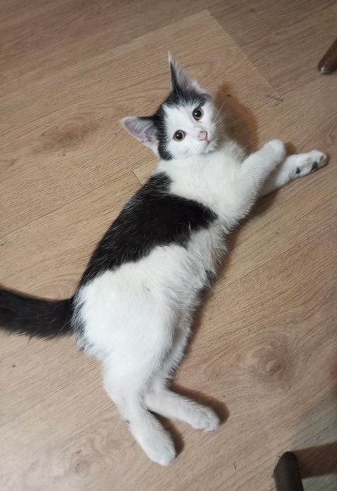 Котята с приюта в добрые руки