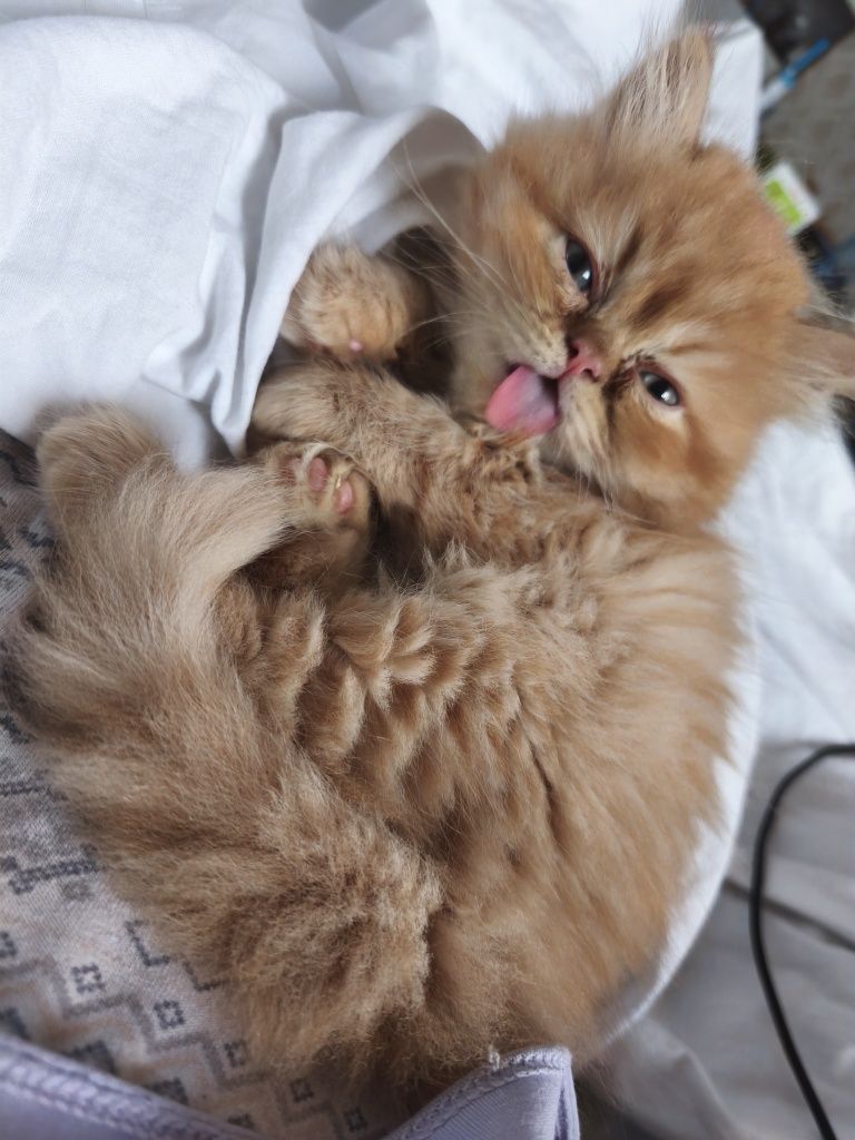 Породисто персийско мъжко коте