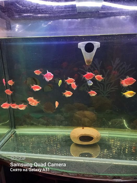 Продаю рыбок тернеций