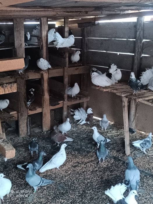 Vând porumbei diferite rase