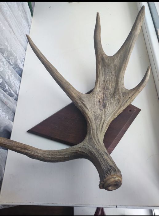 Рога оленя продам