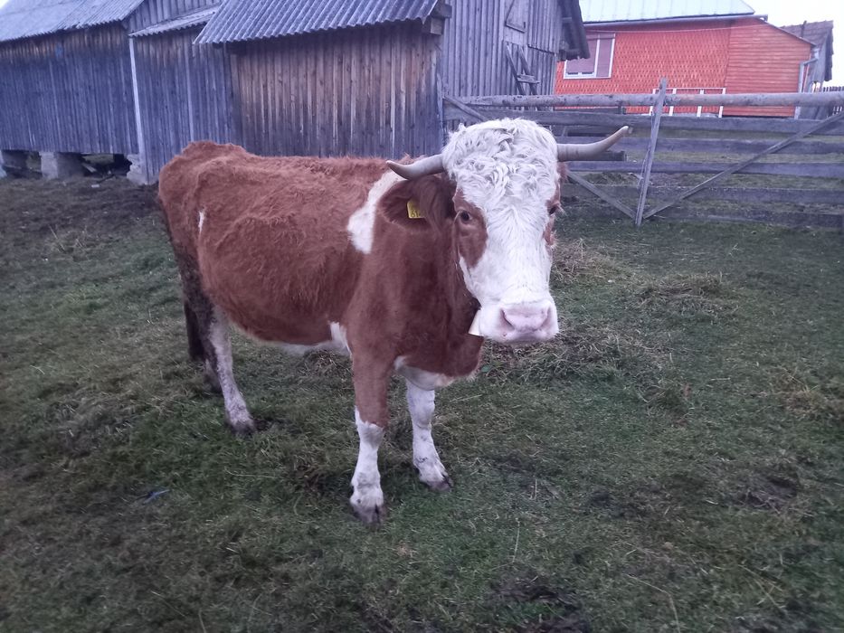 Vând vaca  bună de 8 ani