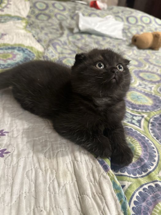 Продам элитного котенка